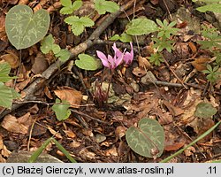 Cyclamen purpurascens (cyklamen purpurowy)