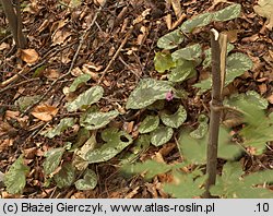 Cyclamen purpurascens (cyklamen purpurowy)