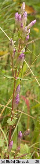 Gentianella amarella (goryczuszka gorzkawa)