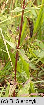 Gentianella amarella (goryczuszka gorzkawa)