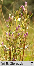 Gentianella amarella (goryczuszka gorzkawa)