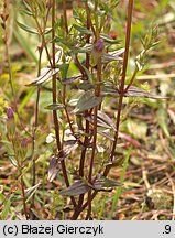 Gentianella amarella (goryczuszka gorzkawa)