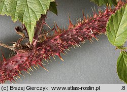 Rubus koehleri (jeżyna Köhlera)