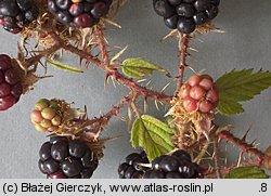 Rubus koehleri (jeżyna Köhlera)