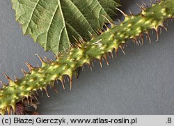 Rubus koehleri (jeżyna Köhlera)