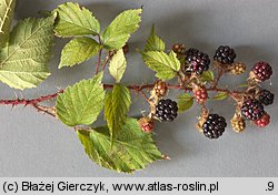 Rubus koehleri (jeżyna Köhlera)