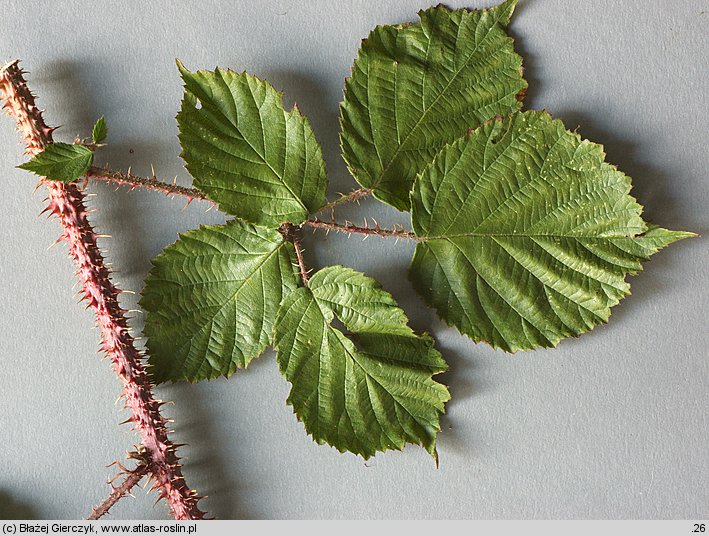 Rubus koehleri (jeżyna Köhlera)