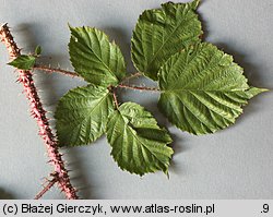 Rubus koehleri (jeżyna Köhlera)