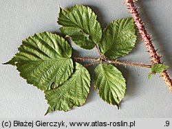 Rubus koehleri (jeżyna Köhlera)