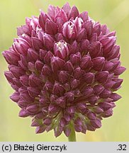 Allium rotundum (czosnek kulisty)