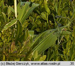 Allium victorialis (czosnek siatkowaty)