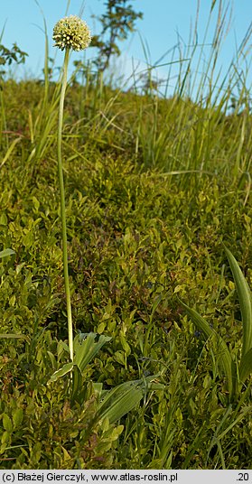 Allium victorialis (czosnek siatkowaty)