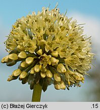 Allium victorialis (czosnek siatkowaty)