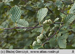 Alnus viridis (olsza zielona)