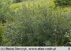 Alnus viridis (olsza zielona)