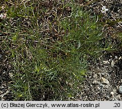 Asperula cynanchica (marzanka pagórkowa)