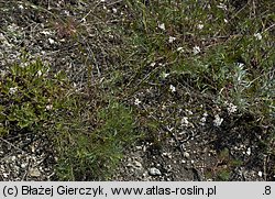 Asperula cynanchica (marzanka pagórkowa)