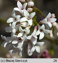 Asperula cynanchica (marzanka pagórkowa)