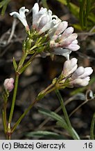 Asperula cynanchica (marzanka pagórkowa)