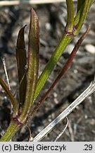 Asperula cynanchica (marzanka pagórkowa)