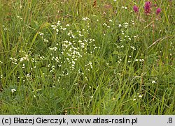 Asperula tinctoria (marzanka barwierska)