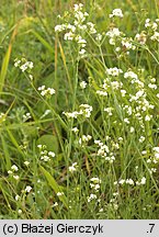 Asperula tinctoria (marzanka barwierska)