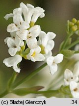 Asperula tinctoria (marzanka barwierska)