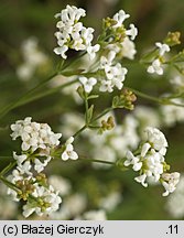 Asperula tinctoria (marzanka barwierska)