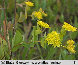 Bupleurum rotundifolium (przewiercień okrągłolistny)