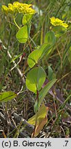 Bupleurum rotundifolium (przewiercień okrągłolistny)