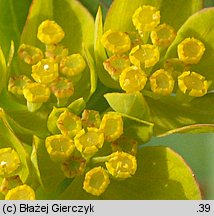 Bupleurum rotundifolium (przewiercień okrągłolistny)