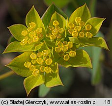 Bupleurum rotundifolium (przewiercień okrągłolistny)