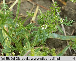 Caucalis platycarpos (włóczydło polne)