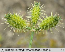 Caucalis platycarpos (włóczydło polne)