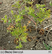 Caucalis platycarpos (włóczydło polne)