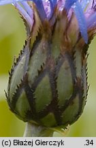 Centaurea mollis (chaber miękkowłosy)