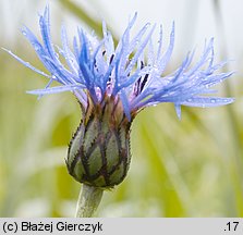 Centaurea mollis (chaber miękkowłosy)