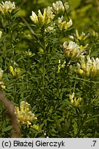 Chamaecytisus albus (szczodrzeniec zmienny)