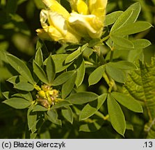 Chamaecytisus albus (szczodrzeniec zmienny)