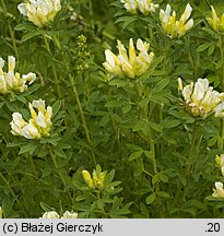 Chamaecytisus albus (szczodrzeniec zmienny)