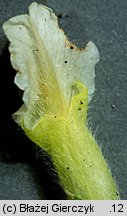 Chamaecytisus albus (szczodrzeniec zmienny)