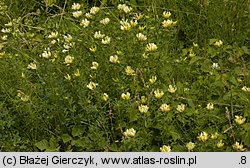 Chamaecytisus albus (szczodrzeniec zmienny)