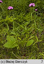 Dianthus compactus (goździk skupiony)