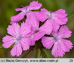 Dianthus compactus (goździk skupiony)