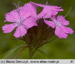 Dianthus compactus (goździk skupiony)