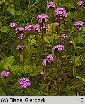 Dianthus compactus (goździk skupiony)