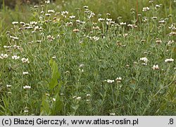 Dorycnium germanicum (szyplin jedwabisty)