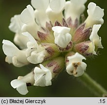 Dorycnium germanicum (szyplin jedwabisty)