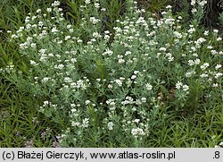 Dorycnium germanicum (szyplin jedwabisty)