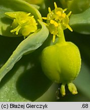 Euphorbia exigua (wilczomlecz drobny)